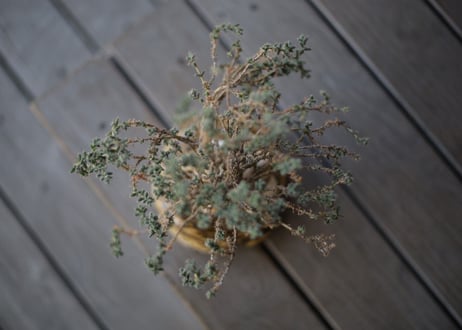 姫紅小松　Trichodiadema bulbosum