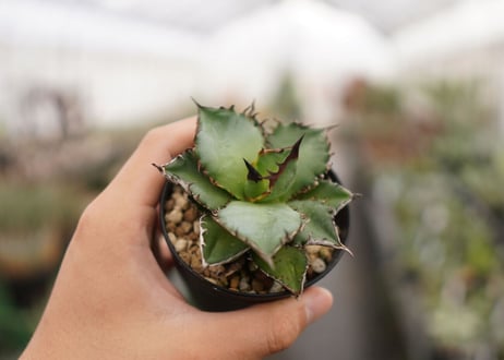 Agave titanota ” Black flame"