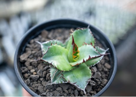 アガベ　チタノタ　ブルー　agave titanota Blue 　NO.3