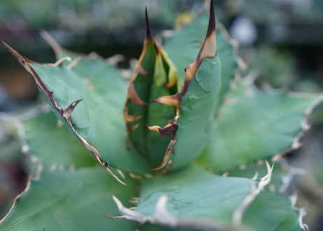 アガベ　チタノタ　FO-76　agave titanota  FO-76  No.3