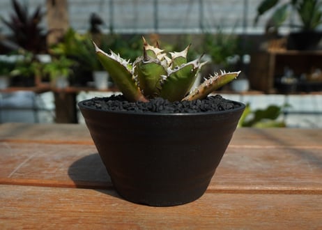 アガベ　チタノタ　レッドキャットウィーズル　Agave titanota Red catweezle　No.2