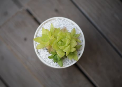 ハオルチア キサンタゴールド　Haworthia cymbiformis