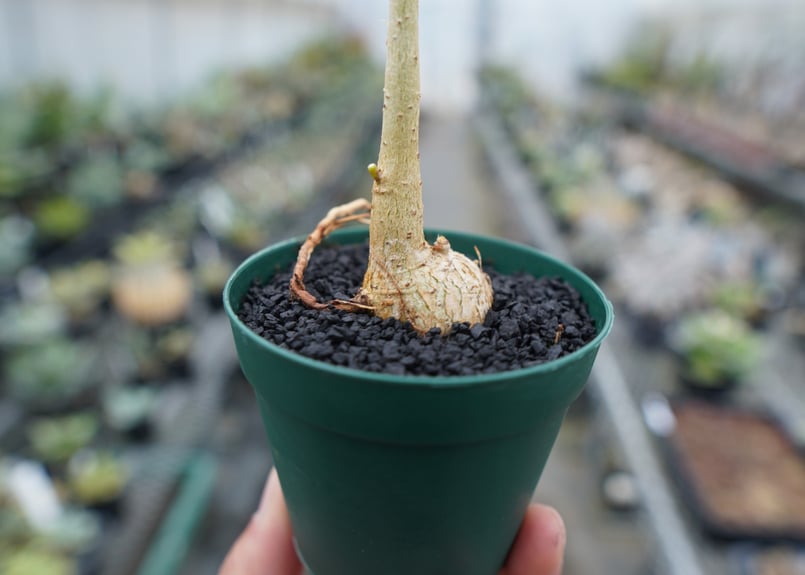 フィカス パルメリー　塊根植物　Ficus palmeri フィカス パルメリー Ficus palmeri | mana's farm:塊根植物・アガベ