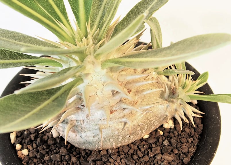 パキポディウム・エブルネウム　野生　中型 塊根植物 緑葉 白鉢 パキポディウム エブレネウム 実生 №10 | mana's farm:塊根植物