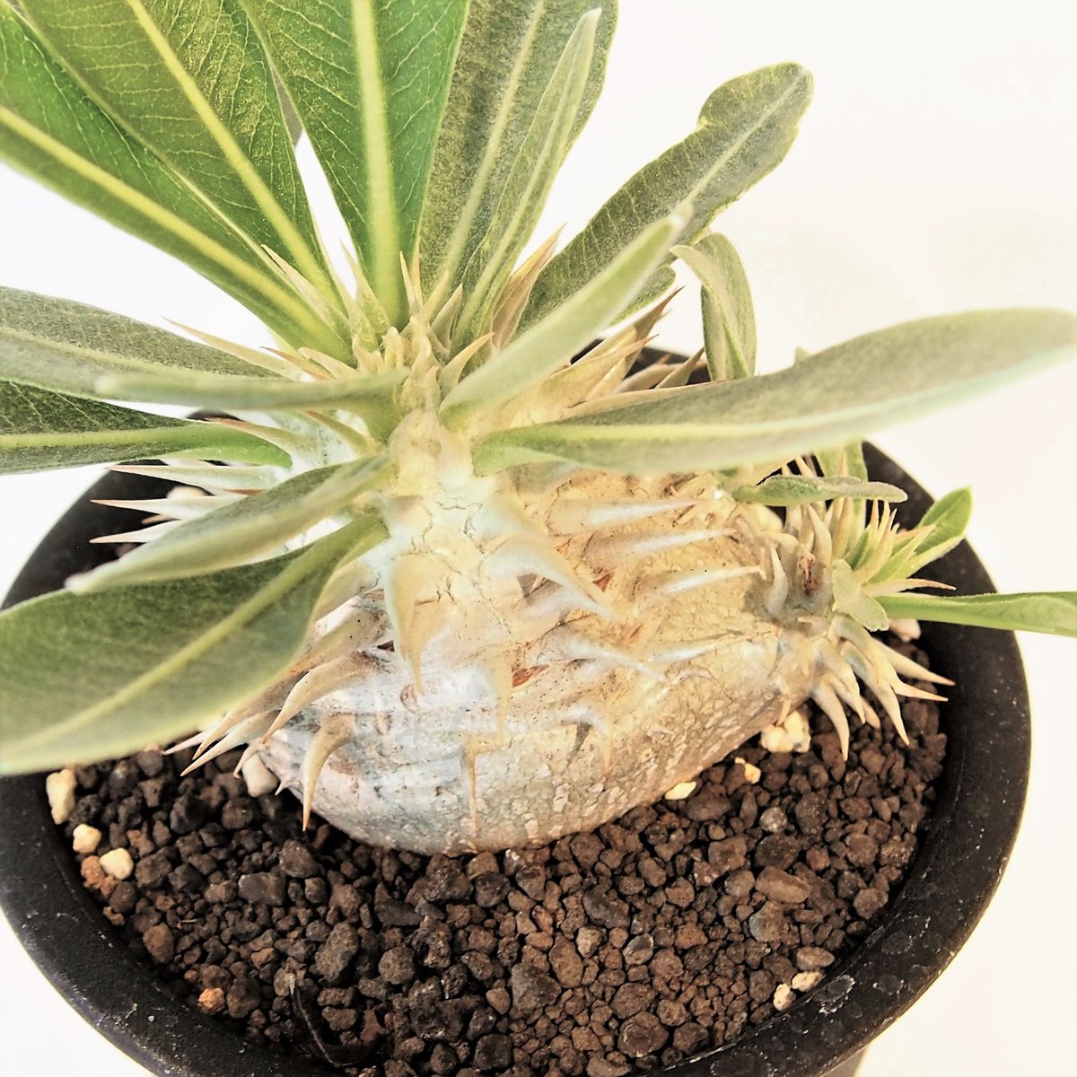 パキポディウム・エブルネウム　野生　中型 塊根植物 緑葉 白鉢 パキポディウム・エブルネウム 野生 中型 塊根植物 緑葉 白鉢