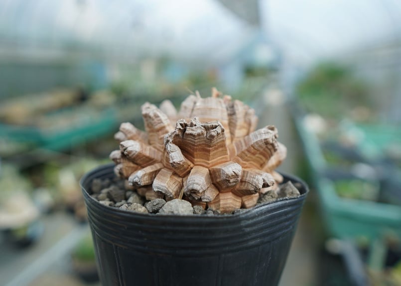 長谷川園芸産】亀甲竜 Dioscorea elephantipes No.2 | mana'