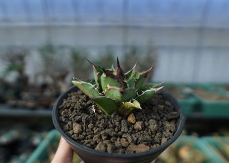 アガベ　チタノタ　剣竜　agave titanota kenryu　A4