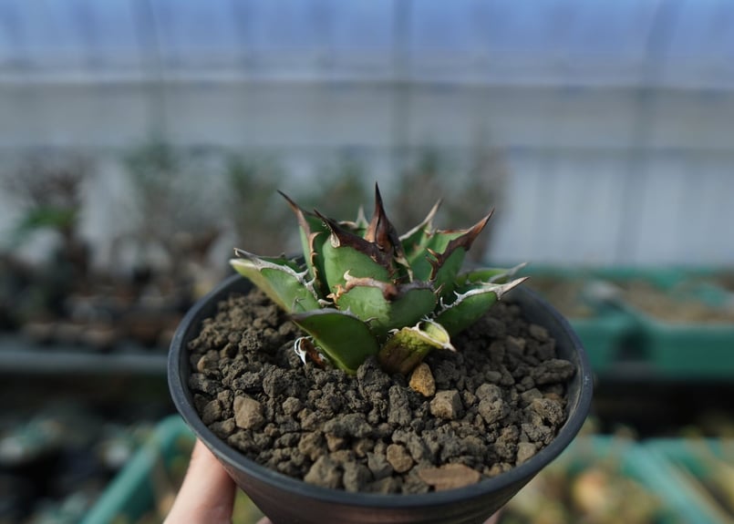 極上良型 アガベ チタノタ 剣竜（ケンリュウ）強棘 アガベ チタノタ 剣竜 agave titanota kenryu A4 | mana's f