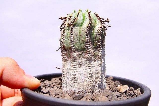 ユーフォルビア サピニー × カンダレンシス レアハイブリッド 実生