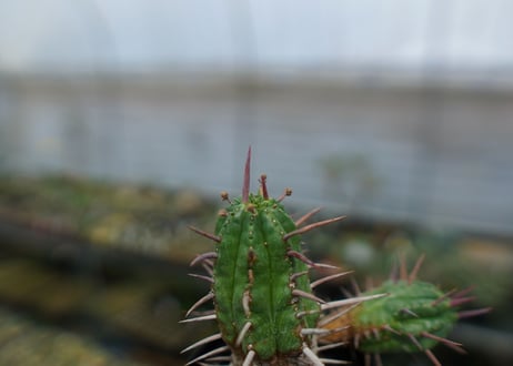 ユーフォルビア　フェロックス　Euphorbia ferox
