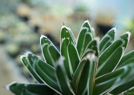 アガベ　笹の雪　Agave victoriae reginae