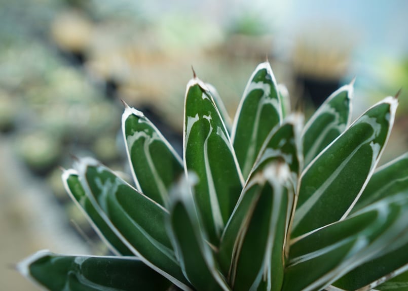 アガベ 笹の雪 Agave victoriae reginae | mana's farm:塊