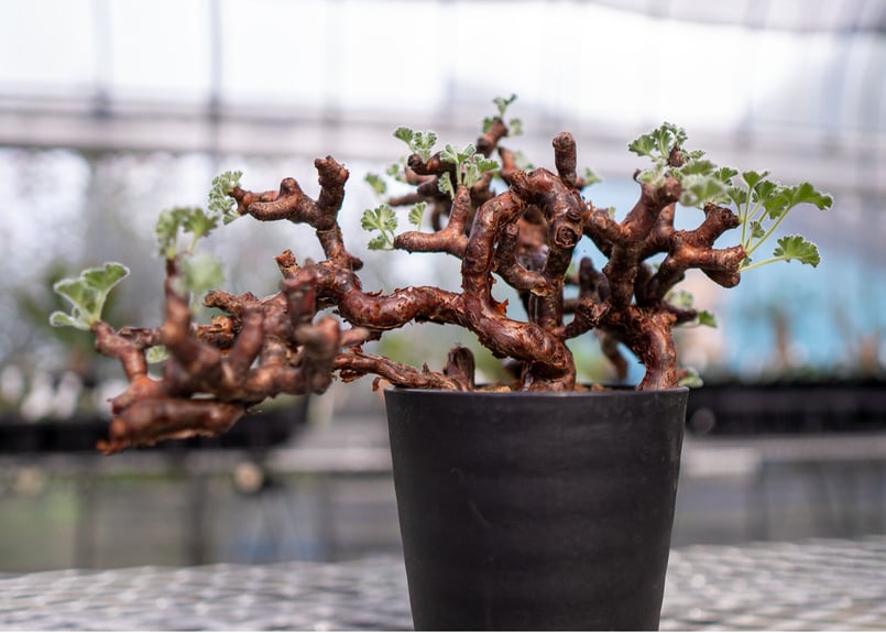 ペラルゴニウム　ミラビレ　鉢植え発送 ペラルゴニウム ミラビレ［No.04］ × 松野然 作 【 ZEN 】4号 植木鉢 |