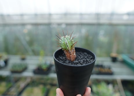 ユーフォルビア　ホリダ　マジョール　Euphorbia horrida major
