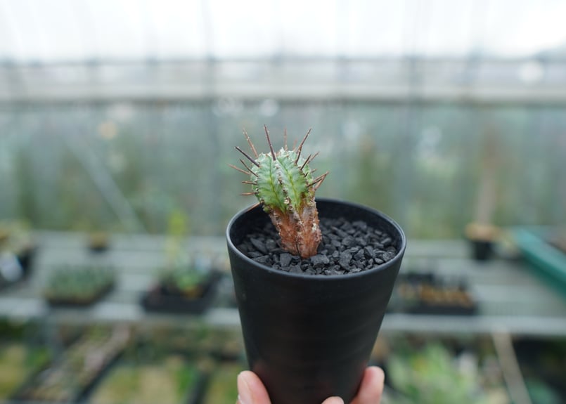 ユーフォルビア ホリダ マジョール Euphorbia horrida major