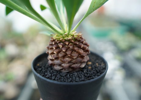 ユーフォルビア　鉄甲丸　Euphorbia bupleurifolia
