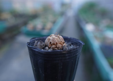 亀甲竜　Dioscorea elephantipes　No.3