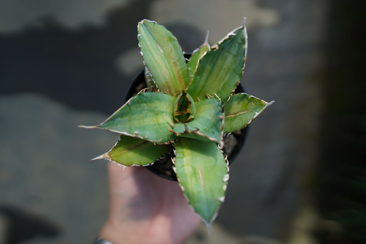 アガベ チタノタ 錦 Agave titanota Variegated | mana's g アガベ チタノタ 錦 Agave titanota Variegated | mana's g