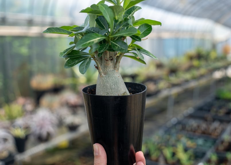 アデニウム オベスム | mana's farm:塊根植物・アガベ・ドライガーデン