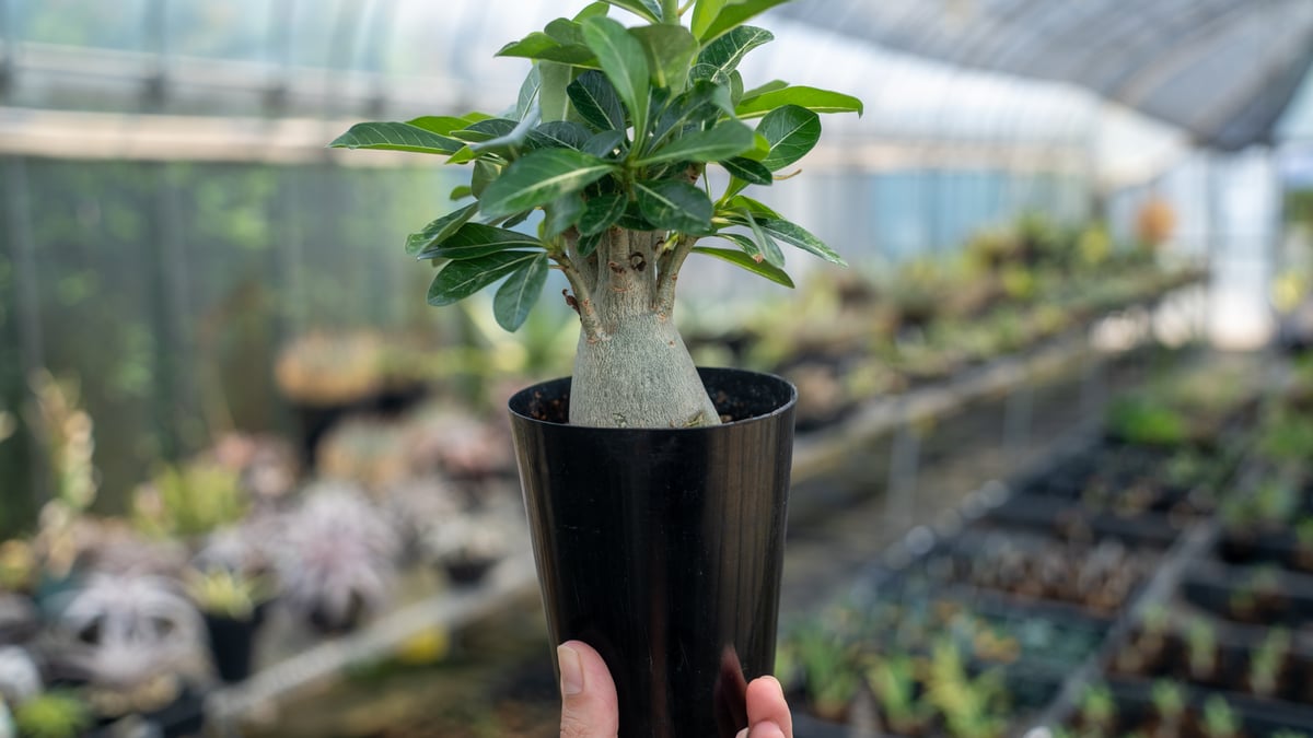 【実生苗】アデニウム　オブスム　6本セット 現品限り】アデニウム・ソコトラナム 実生【W26】 Adenium socotranum