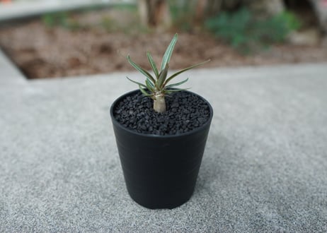 【沖縄実生株】パキポディウム　グラキリス　 Pachypodium Gracilius  No.2