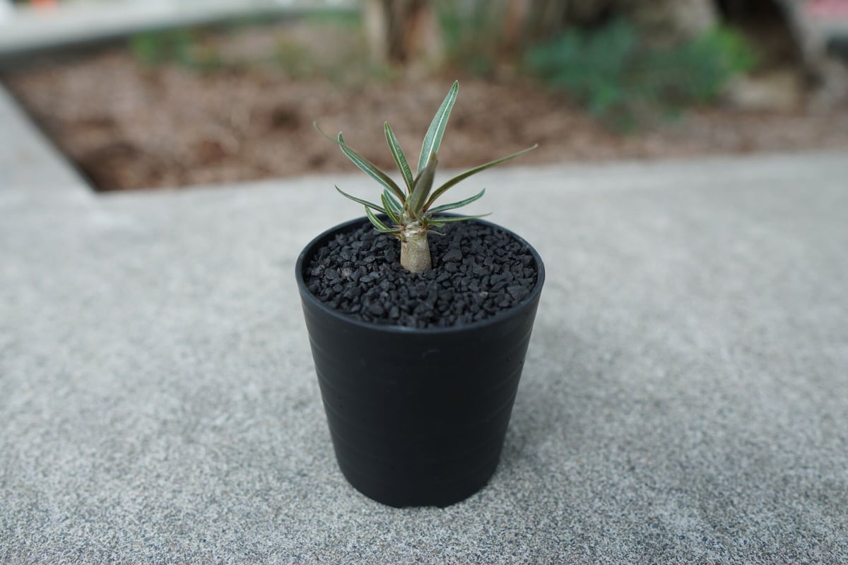 沖縄実生株】パキポディウム グラキリス Pachypodium Gracilius 沖縄実生株】パキポディウム グラキリス Pachypodium Gracilius