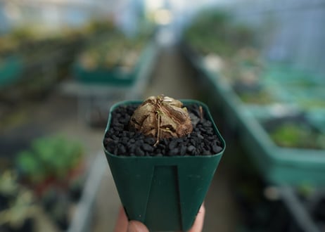 亀甲竜　Dioscorea elephantipes　No.5