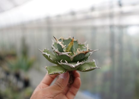 Agave titanota FO-76  D NO.2