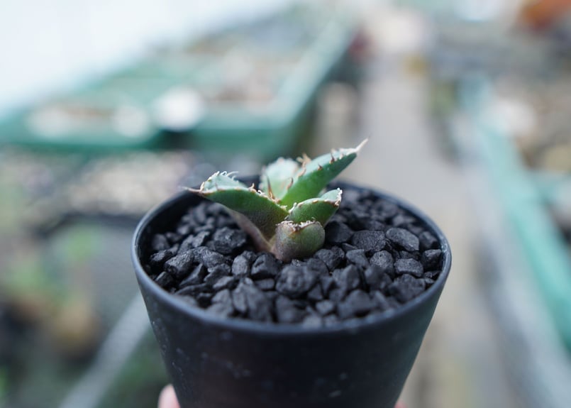 【最終値下げ】Agave titanota アガベチタノタ 極選株 アガベ チタノタ FO-76 Agave titanota FO-76 No.23 | ma