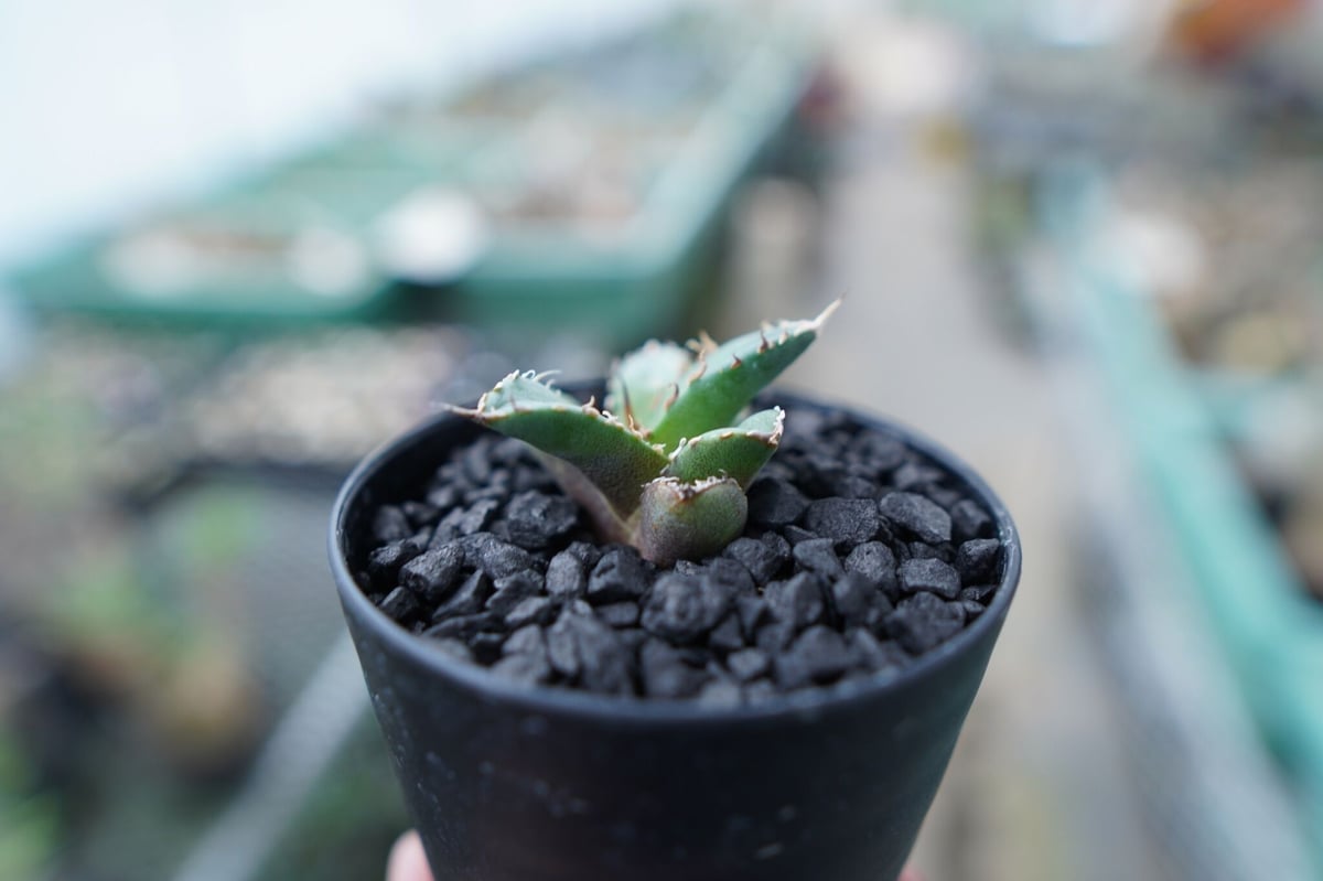 アガベ チタノタ クリスマス特価 最終値下げ 希少 MS-WV子株 アガベ