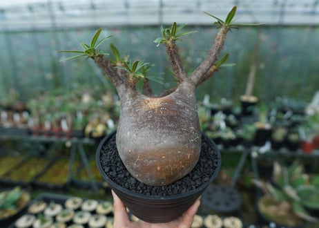 パキポディウム　グラキリス　Pachypodium gracilius　No.1