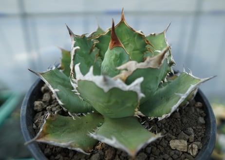 アガベ チタノタ R agave titanota R