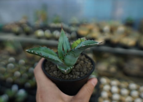 アガベ　チタノタ　Agave Titanota