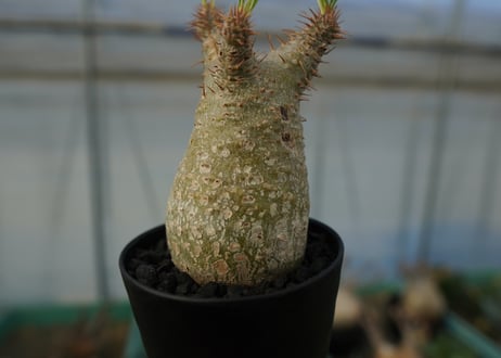 パキポディウム　グラキリス　Pachypodium gracilius　No.5
