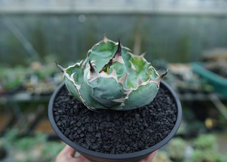 アガベ　チタノタ　 ブラックアンドブルー 　Agave titanota black and blue　No.1