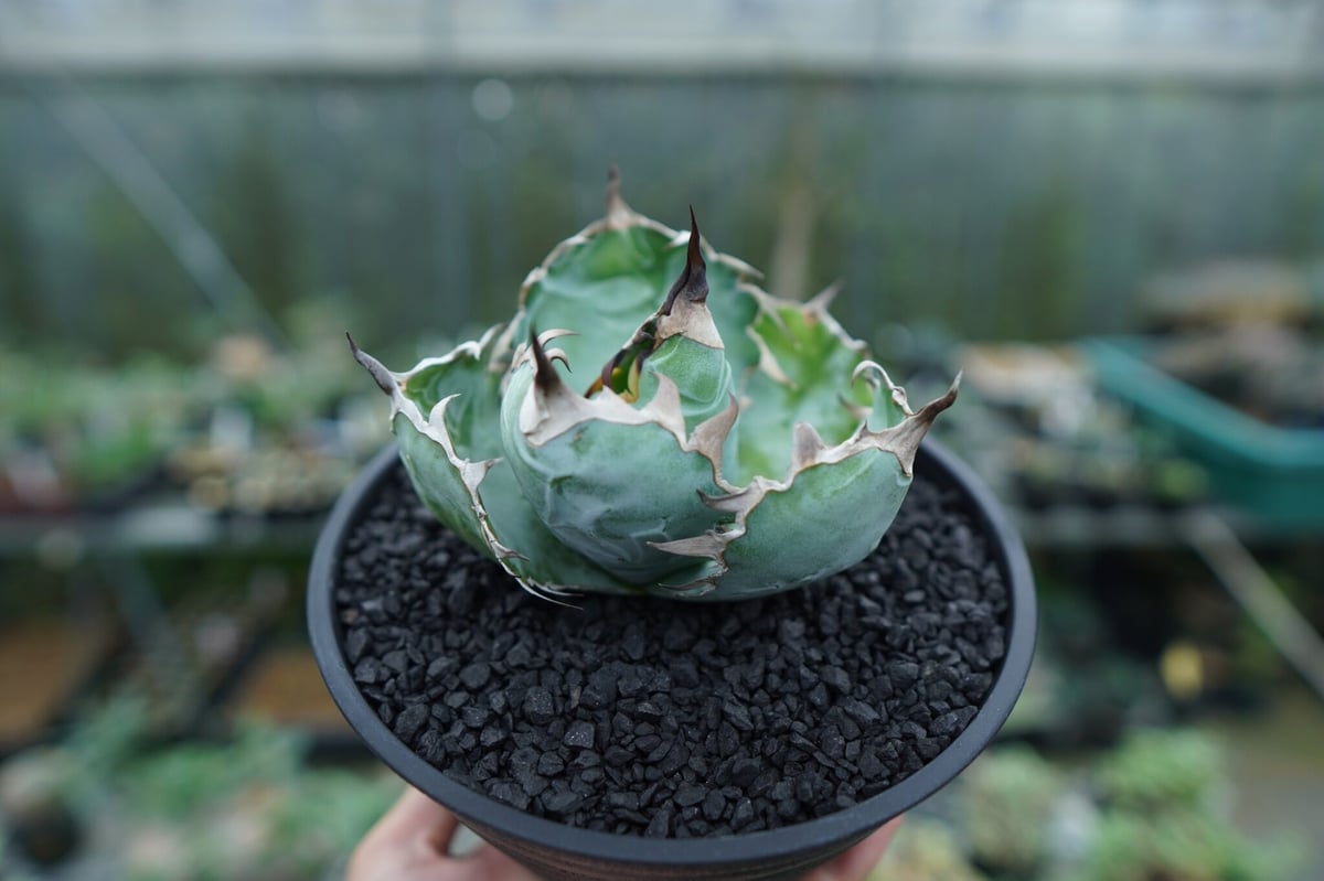 チタノタ　ブラックアンドブルー　ボール型　超美株　タグ付き アガベ チタノタ ブラックアンドブルー Agave titanota black and