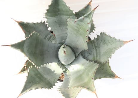 Agave colorata super selected clone blue leaf