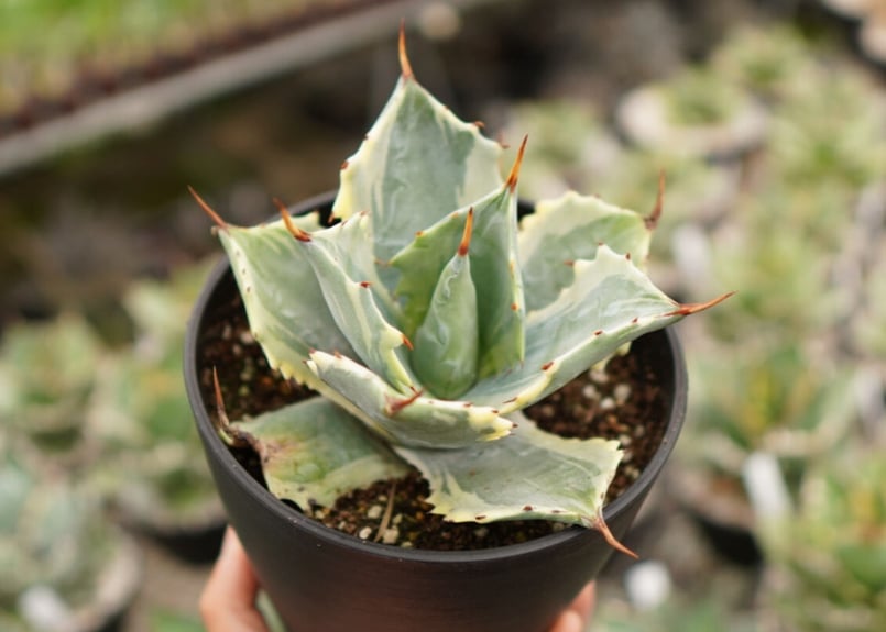 値下げ！特大　50cm アガベ　ベルシャフェルティ　怒雷神　ドライガーデン 楽天市場】【送料無料】アガベ ベルシャフェルティ怒雷神 多肉植物 2.5