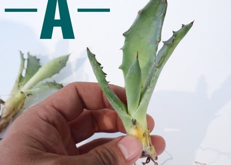 Agave colorata