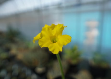 パキポディウム　恵比寿大黒　Pachypodium Densicaule　No.1