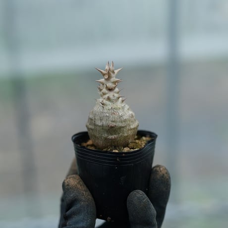 ウィンゾリー | STORES