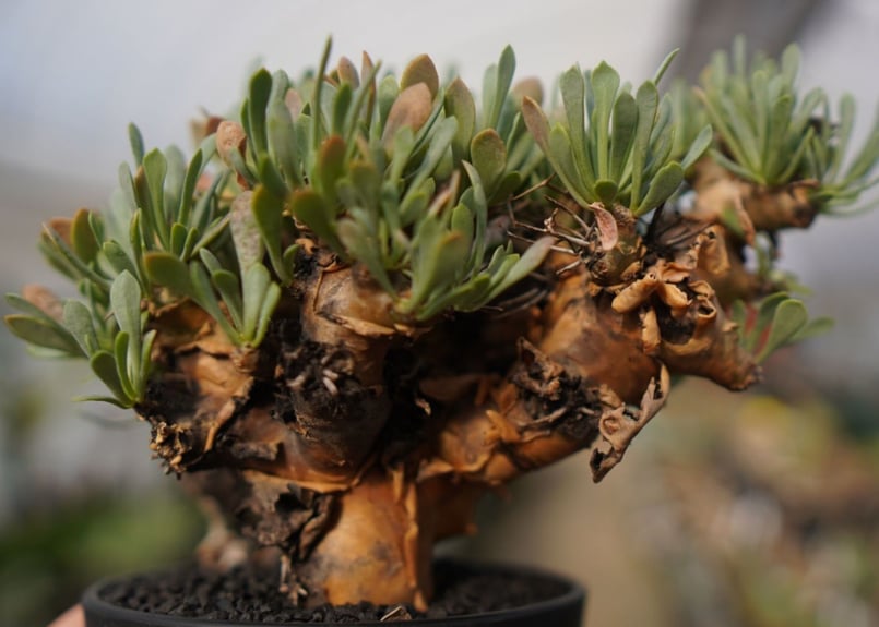 オトンナ ユーフォルビオイデス GC① オトンナ・ユーフォルビオイデス（Othonna euphorbioides