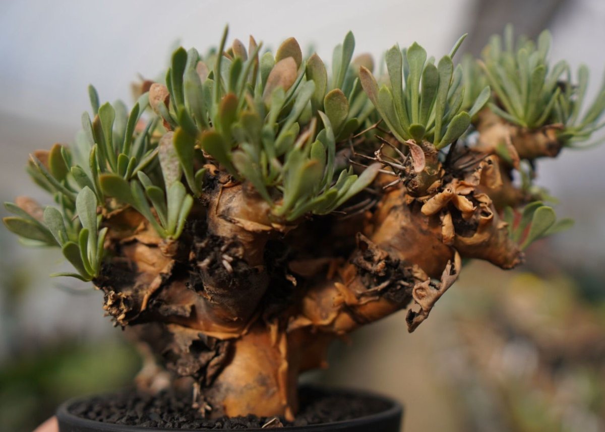 オトンナ・ユーフォルビオイデス Othonna euphorbioides No.12 オトンナ・ユーフォルビオイデス Othonna euphorbioides No.12
