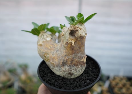 パキポディウム　エブレネウム　Pachypodium eburneum　No.1