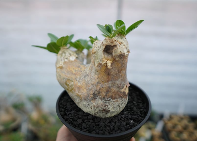 パキポディウム エブレネウム Pachypodium eburneum No.1 | mana