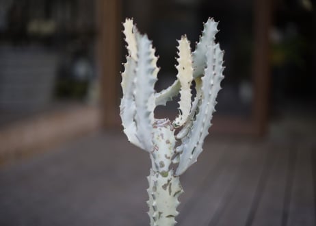 ユーフォルビア ホワイトゴースト Euphorbia lactea White Ghost