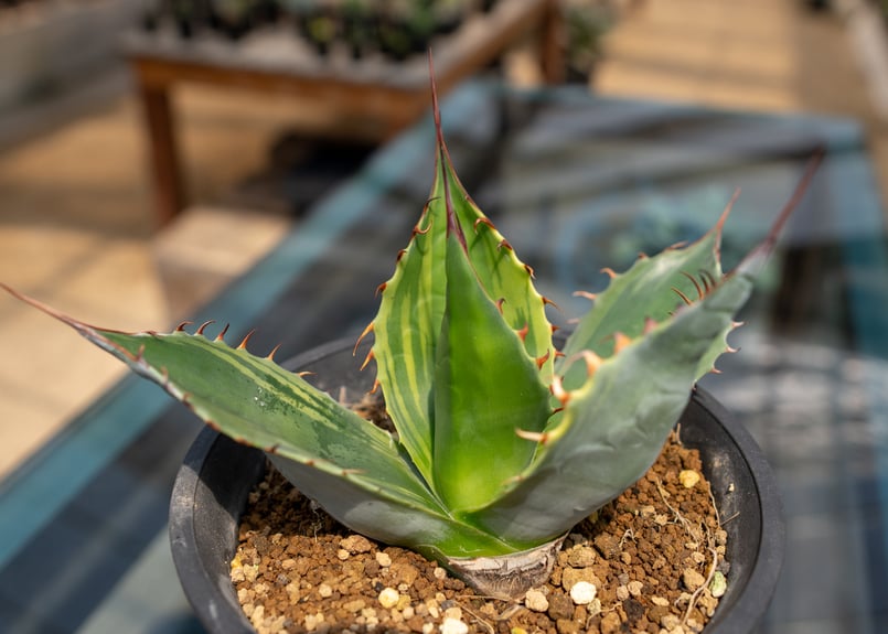 アガベ 頼光錦 | mana's farm:塊根植物・アガベ・ドライガーデン植物