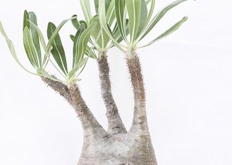 Pachypodium Gracilius パキポディウム  グラキリス  №6　球体株　枝バランス良　緑肌