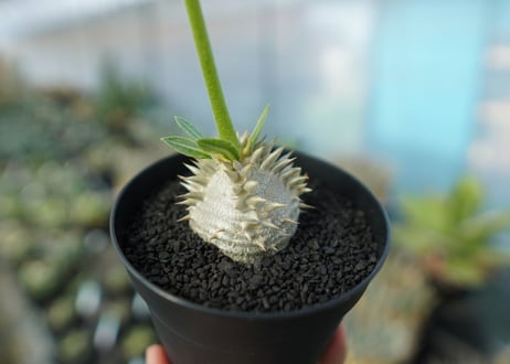 パキポディウム　恵比寿大黒　Pachypodium Densicaule　No.1