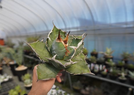 agave titanota chocolate kiss